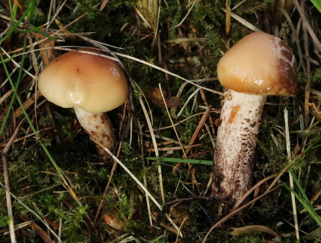 Gomphidius maculatus, Fleckender Gelbfuß